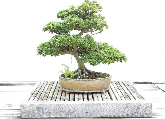 le bonsaï