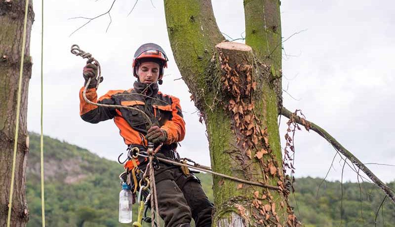 Arboristes grimpeurs au service des arbres