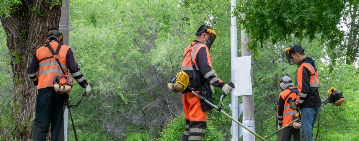 Gazon méditerranéen