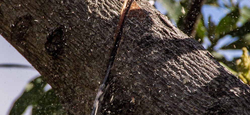 taille arbres fruitiers