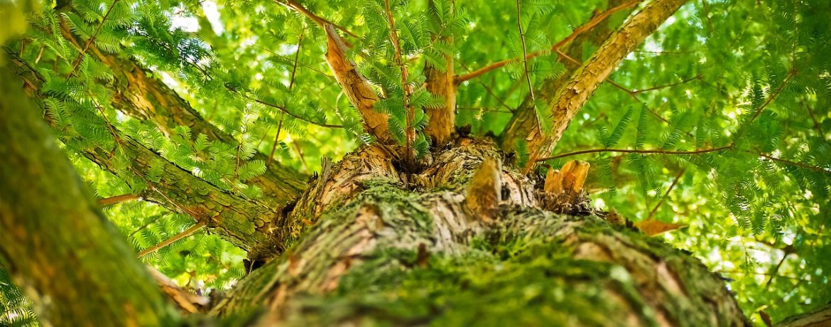 jardin-avec-arbre-de-judee