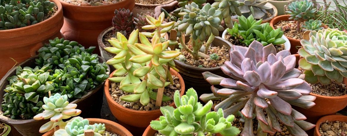 choix du sol pour les plantes succulentes