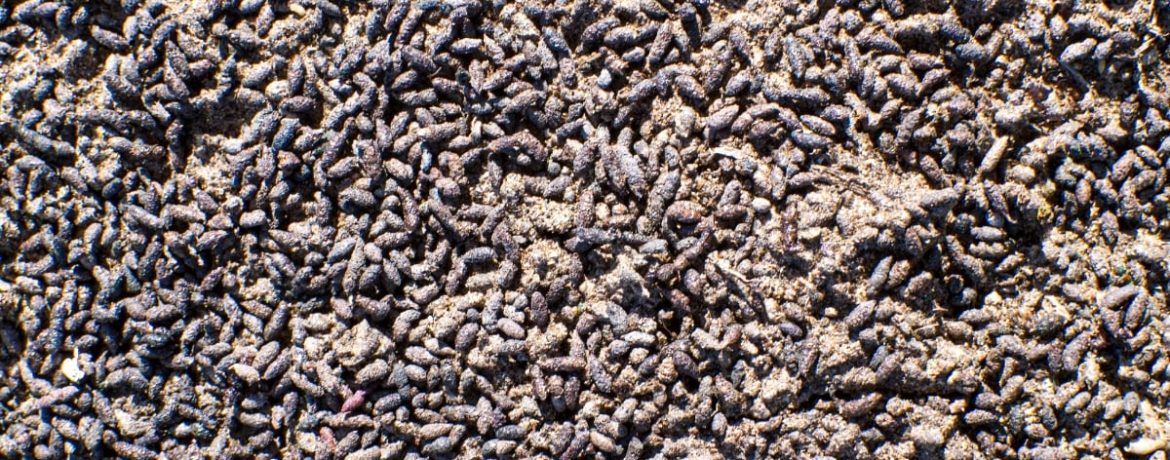 Foire aux questions sur le guano