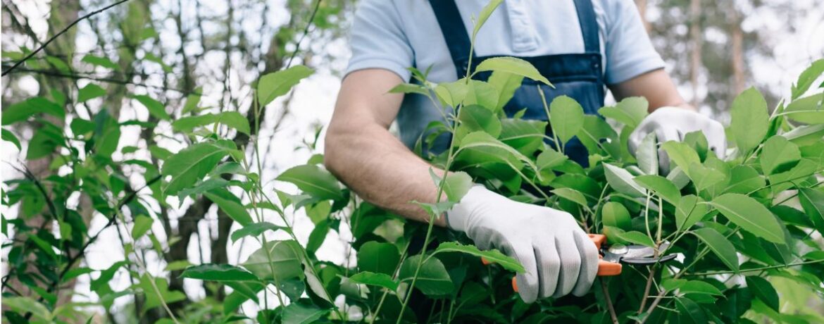 9-Élaguer Comme un Pro