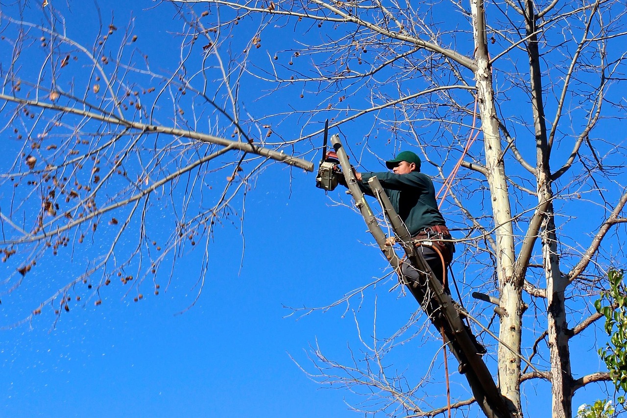 découvrez une large gamme d'outils pour arboristes adaptés à l'entretien, la taille et l'abattage des arbres en toute sécurité. qualité professionnelle garantie.