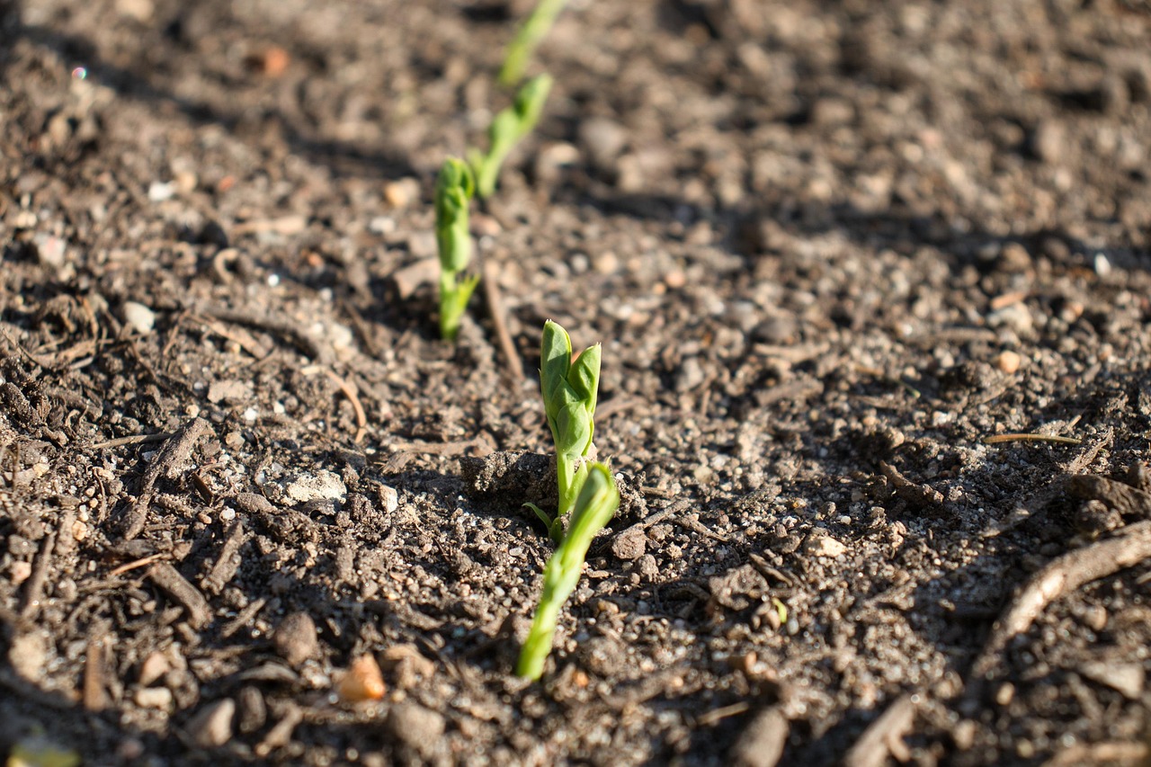 découvrez les avantages du potager surélevé : facile à entretenir, améliore la qualité du sol et optimise la croissance de vos plantes.