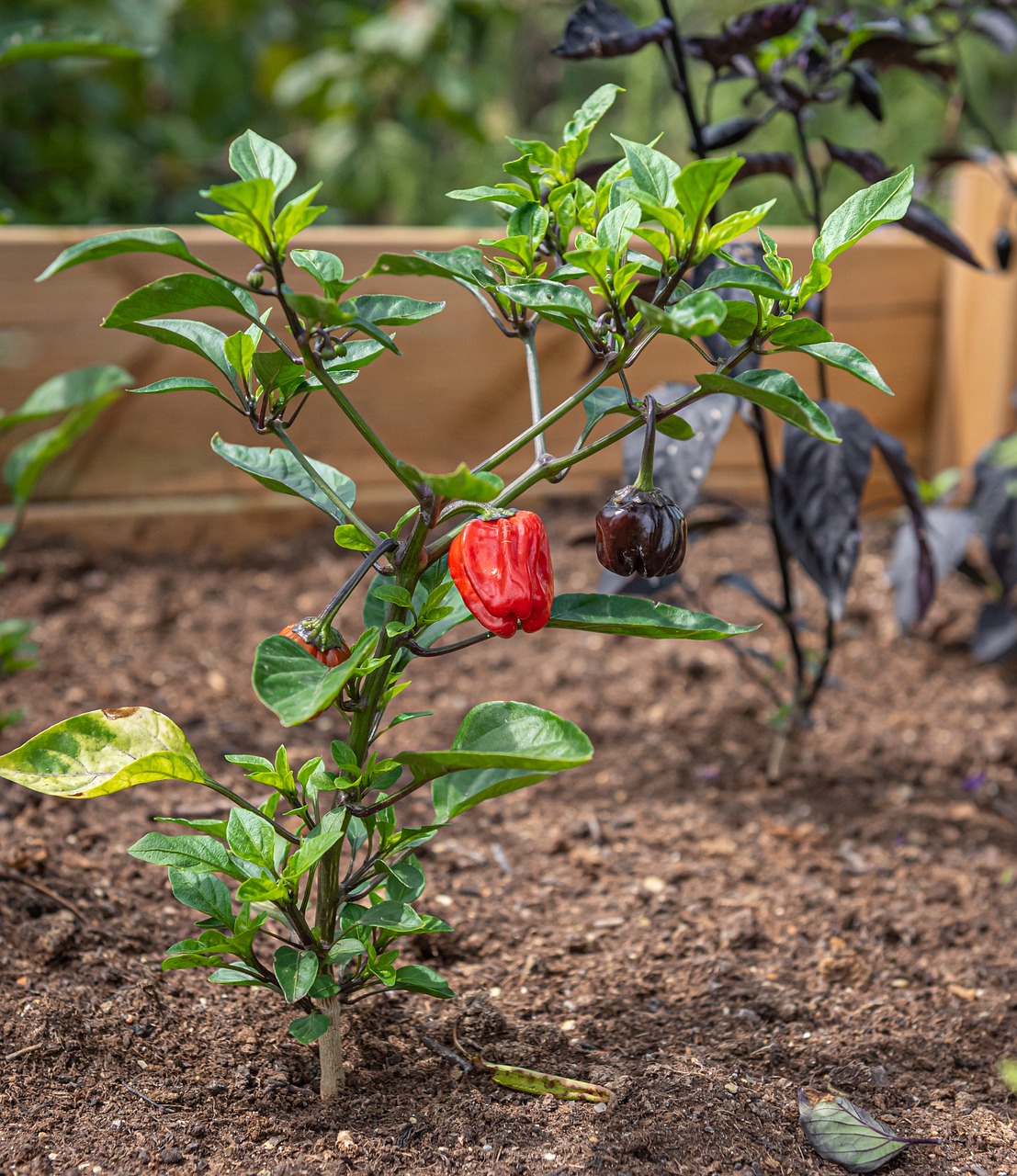 découvrez comment créer un carré potager surélevé pour cultiver facilement vos légumes et plantes aromatiques, même dans les petits espaces.