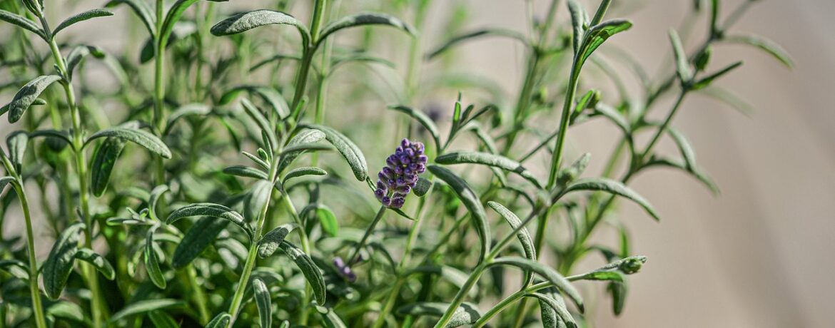 découvrez spa greening, un spa écoresponsable alliant bien-être et respect de l'environnement pour une expérience relaxante et durable.