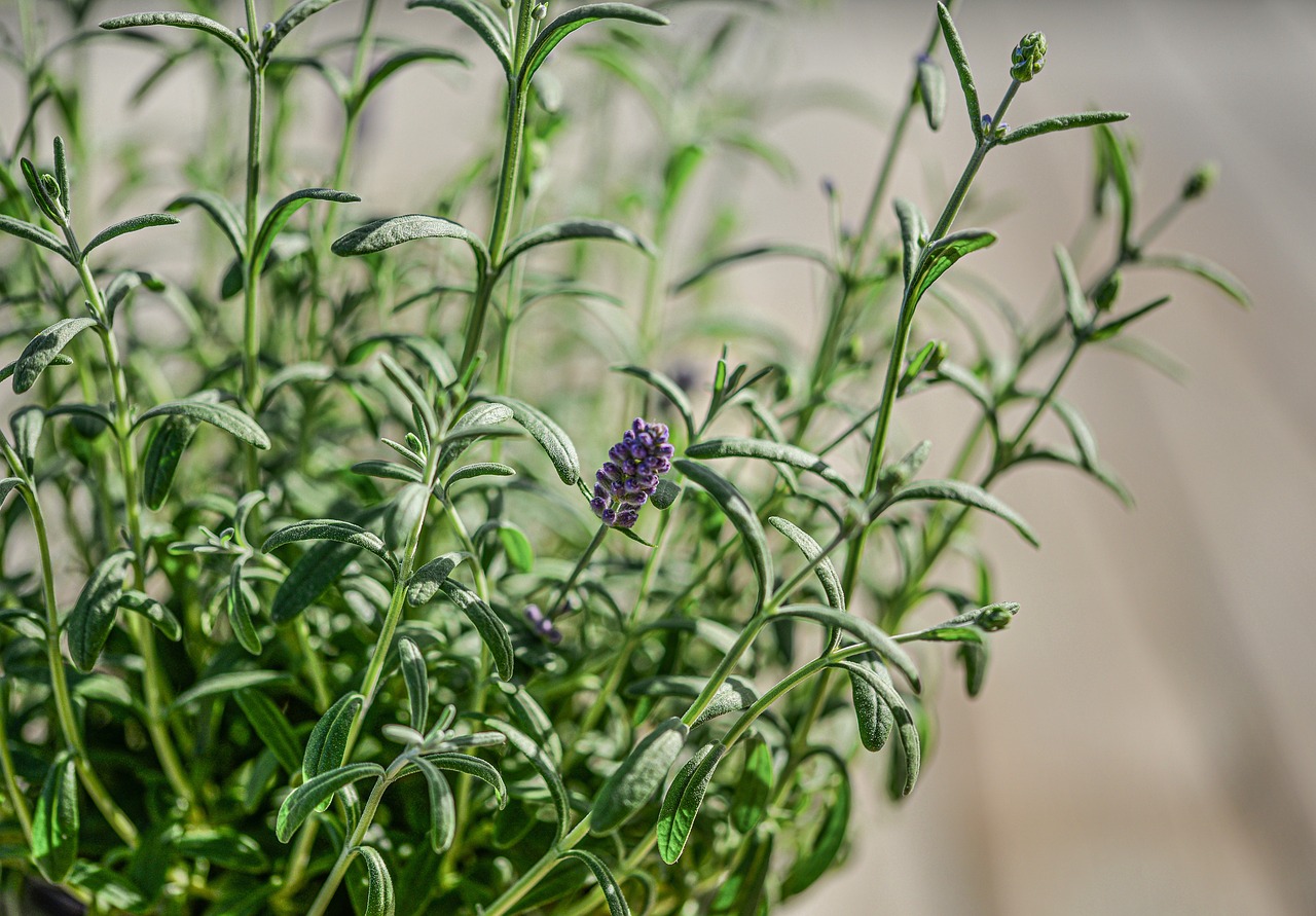 découvrez spa greening, un spa écoresponsable alliant bien-être et respect de l'environnement pour une expérience relaxante et durable.