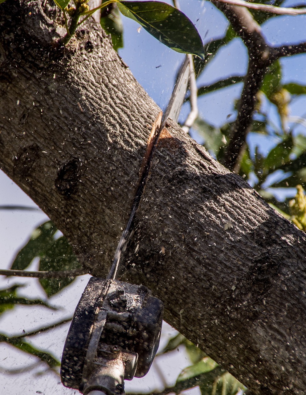 découvrez combien coûte la taille des arbres et comment obtenir un service de qualité au meilleur prix pour entretenir vos arbres efficacement.