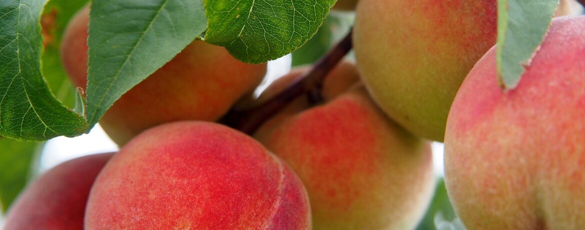 découvrez comment planter un arbre fruitier : choix de l’emplacement, préparation du sol et conseils pratiques pour favoriser une belle récolte.