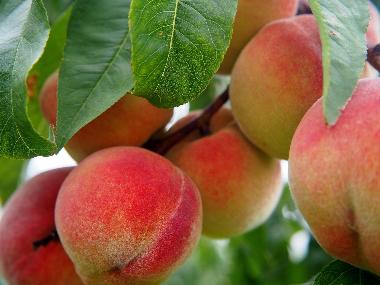 découvrez comment planter un arbre fruitier : choix de l’emplacement, préparation du sol et conseils pratiques pour favoriser une belle récolte.