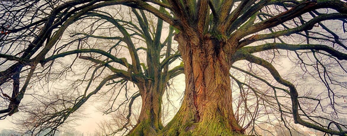 découvrez comment planter des arbres cultivés en conteneur ou à racines nues pour favoriser leur enracinement et assurer une croissance saine.